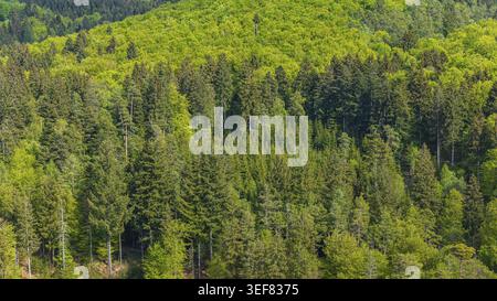 Mischwald in der Schwäbischen Alb im Frühjahr. Luftaufnahme. Gomadingen, Baden-Württemberg, Deutschland Stockfoto