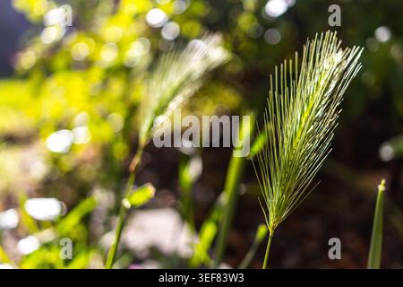 Foxtail Gras, Hordeum murinum, auch bekannt als Fuchsschwanzgerste, Fuchsschwanzpflanze, Wandgerste oder falsche Gerste Stockfoto