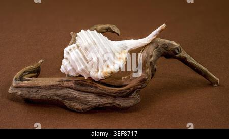 Studio Makroaufnahme einer Tibia-Fusus-Schale auf natürlichem gebogenem Treibholz. Das Bild hebt den Kontrast zwischen der weißen Spiralschale und dem roug hervor Stockfoto