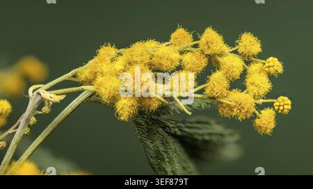 Bluehender gelber Mimosa-Zweig (Acacia dealbata) vor gruenem Hintergrund Stockfoto