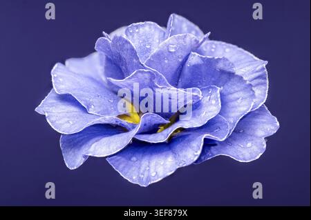 Hochwinkel-Makroaufnahme einer blühenden blauen Primula-Blüte mit Morgentauropfen. Zentrierte florale Komposition isoliert gegen eine solide dunkelviolette St Stockfoto