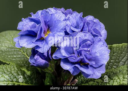 Makroaufnahme blauer Primula-Blüten mit Morgentaupfropfen. Leuchtende Blüten werden von üppig grünen Blättern und einem passenden tiefgrünen stu eingerahmt Stockfoto