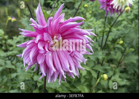 Pulsierende Pink Cactus Dahlia Bluete im Herbst Garten Bluehen Stockfoto