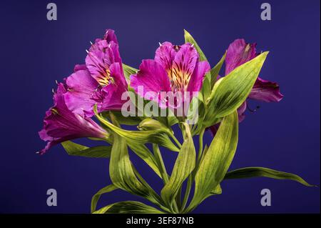 Elegante rosafarbene Alstroemeria-Blüten oder peruanische Lilien, mit gelb gesprenkelten Mittelpunkten und grünen Blättern, auf einem soliden dunkelblauen Hintergrund für eine Stunde Stockfoto