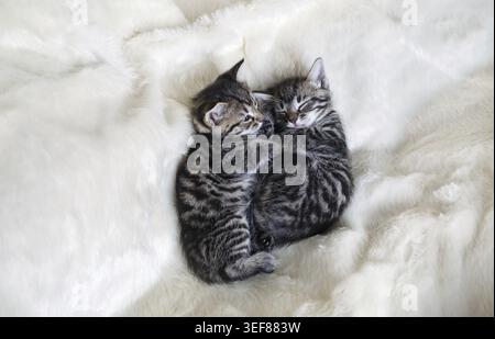 Zwei Kätzchen schlafen zusammen in einem flauschigen weißen Bett Stockfoto