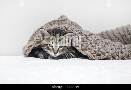 Niedliches Tabby-Kätzchen liegt auf weißem Handtuch, das mit Strickdecke bedeckt ist Stockfoto