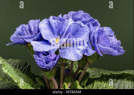 Makroaufnahme blauer Primula-Blüten mit Morgentaupfropfen. Leuchtende Blüten werden von üppig grünen Blättern und einem passenden tiefgrünen stu eingerahmt Stockfoto