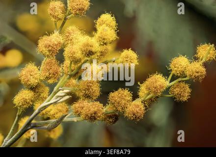 Nahaufnahme von blühenden gelben Mimosa-Blüten mit zarten grünen Blättern vor einem weichen Bokeh-Hintergrund Stockfoto