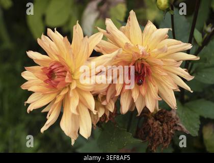 Nahaufnahme des atemberaubenden Pfirsich- und orangen Sunset Dahlias Halbkaktus mit einem Marienkäfer im pulsierenden Zentrum. Herbst Natur, Blume und Wildnis Stockfoto
