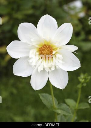 Nahaufnahme einer eleganten weißen Dahlia Collerette oder Anemone-Form mit einem markanten, leuchtenden orangefarbenen Zentrum. Klares, grafisches Blumendesign gegen ein G Stockfoto