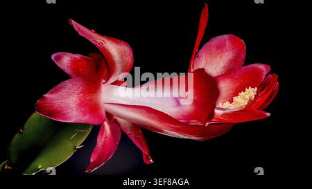 Kontrastreiches horizontales Makrofoto einer Schlumbergera-Blume in voller rot-weißer Blüte, lebendig isoliert vor einem schroffen schwarzen Hintergrund Stockfoto