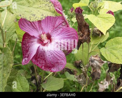 Nahaufnahme einer großen magentarosa Hibiskusblüte (Rose Mallow) mit einem hellen Zentrum. Dramatische Sommerblüte mit Gartenlaub in der Spätsaison Stockfoto