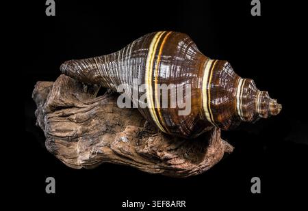 Studio-Foto einer braun-weiß gestreiften, spiralförmigen Melongena-Muschel auf einem Stück rauem, strukturiertem Treibholz auf schwarzem Hintergrund Stockfoto