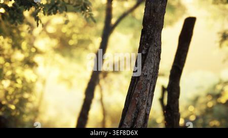 Nebelwald am frühen Morgen Stockfoto