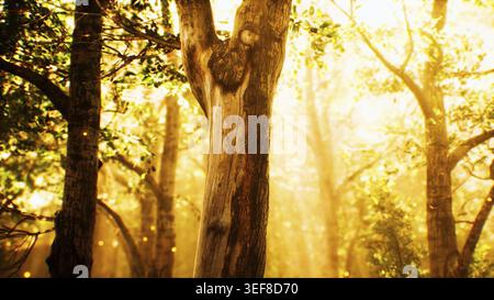 Sonnenstrahlen in einem Nebelwald im Herbst Stockfoto