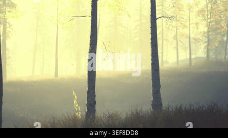 Frischer Morgennebel im Wald, der Sonnenaufgang Stockfoto