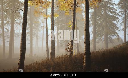 Frischer Morgennebel im Wald, der Sonnenaufgang Stockfoto