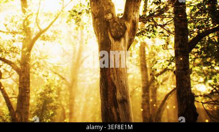 Sonnenstrahlen in einem Nebelwald im Herbst Stockfoto