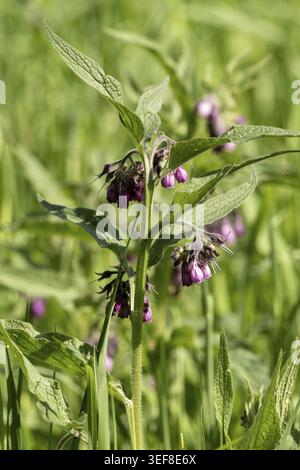 Eine Pflanze steht auf einem grünen Feld. Es hat hohe Stiele mit lila Blumen hängen. Die Sonne scheint hell. Die Blätter sind groß und strukturiert. Gras surr Stockfoto