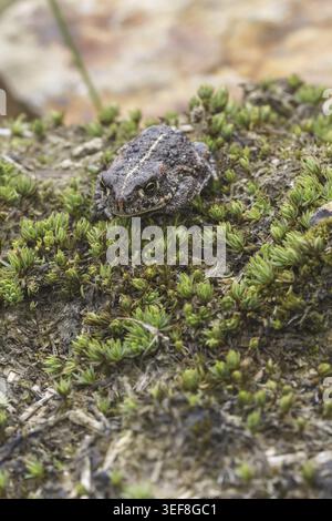 Epidalea calamita, Kreuzkroete (syn. Bufo calamita) - Epidalea calamita, syn. Bufo calamita, bekannt als Natterjack Kröte, Running Kröte Stockfoto