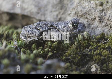 Epidalea calamita, Kreuzkroete (syn. Bufo calamita) - Epidalea calamita, syn. Bufo calamita, bekannt als Natterjack Kröte, Running Kröte Stockfoto
