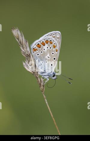 Polyommatus icarus, Hauhechel-Blaeuling (Weibchen), Gemeiner Blaeuling – Polyommatus icarus (weiblicher Schmetterling), bekannt als gemeiner blauer Schmetterling, gemeiner Schmetterling Stockfoto