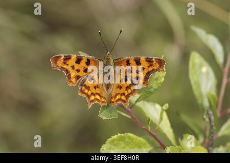 Polygonia c-Album, Nymphalis c-Album, C-Falter - Polygonia c-Album, syn. Nymphalis c-Album, bekannt als Komma-Schmetterling Stockfoto