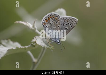 Polyommatus icarus, Hauhechel-Blaeuling, Gemeiner Blaeuling - Polyommatus icarus, bekannt als der gemeine blaue Schmetterling, gemeiner blauer Schmetterling Stockfoto