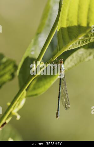 Chalcolestes viridis, Weidenjungfer, Gemeine Weidenjungfer, westliche Weidenjungfer, große Binsenjungfer – Chalcolestes viridis, bekannt als Green Emera Stockfoto