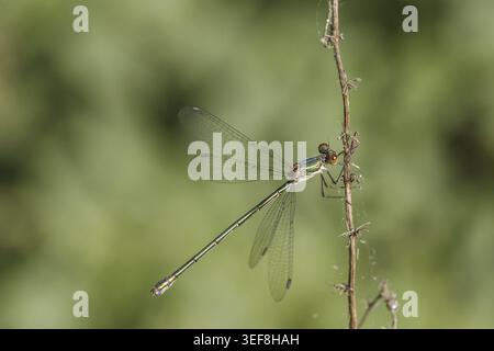 Chalcolestes viridis, Weidenjungfer, Gemeine Weidenjungfer, westliche Weidenjungfer, große Binsenjungfer – Chalcolestes viridis, bekannt als Green Emera Stockfoto