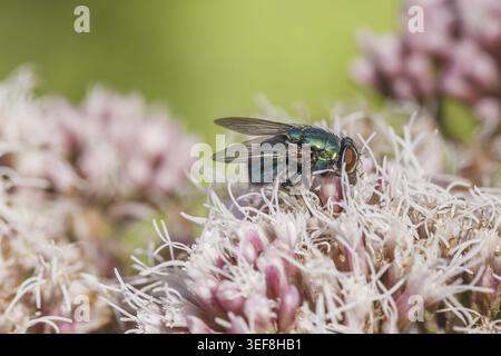 Lucilia sericata, Goldfliege, Schafschmeissfliege - Lucilia sericata, bekannt als Gemeinsame grüne Flaschenfliege, Europäische grüne Fliege, Schafe grüne Fliege, S Stockfoto