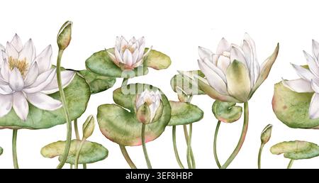 Nahtloser horizontaler Rand oder Banner mit weißen Seerosen und grünen Blättern. Handgezeichnete Illustration auf weißem Hintergrund. Elegantes Blumendesign Stockfoto