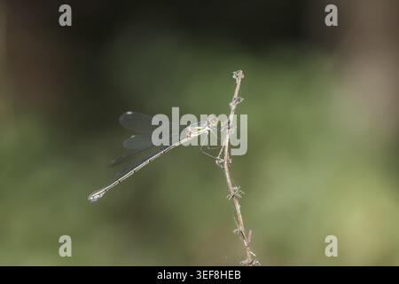 Chalcolestes viridis, Weidenjungfer, Gemeine Weidenjungfer, westliche Weidenjungfer, große Binsenjungfer – Chalcolestes viridis, bekannt als Green Emera Stockfoto