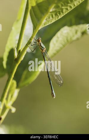 Chalcolestes viridis, Weidenjungfer, Gemeine Weidenjungfer, westliche Weidenjungfer, große Binsenjungfer – Chalcolestes viridis, bekannt als Green Emera Stockfoto