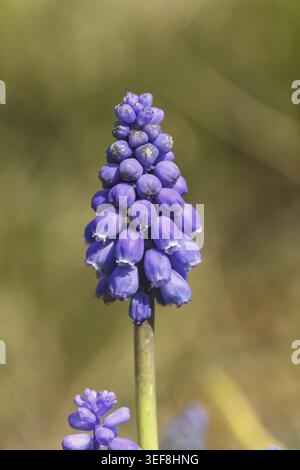 Muscari botryoides, kleine Traubenhyazinthe - Muscari botryoides, bekannt als Traubenhyazinth, gewöhnliche Traubenhyazinth, kleine Traubenhyazinth Stockfoto