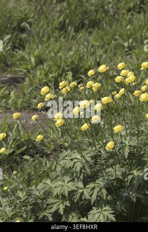 Trollius europaeus, Europaeische Trollblume - Trollius europaeus, bekannt als Globe Flower, Globe Flower, Globe Flower Stockfoto