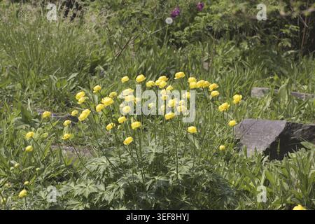 Trollius europaeus, Europaeische Trollblume - Trollius europaeus, bekannt als Globe Flower, Globe Flower, Globe Flower Stockfoto
