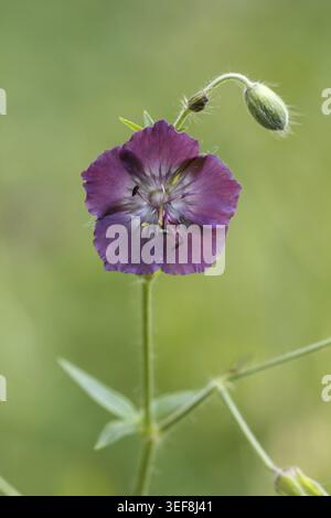 Geranium phaeum, Brauner Storchschnabel, Trauernde Witwe - Geranium phaeum, bekannt als Dusky Cranesbill, trauernde Witwe, Dusky Cranesbill, Dusky Crane's Stockfoto