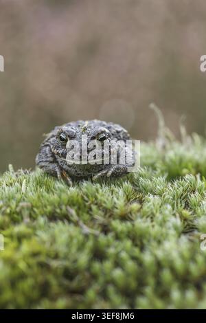 Epidalea calamita, Kreuzkroete (syn. Bufo calamita) - Epidalea calamita, syn. Bufo calamita, bekannt als Natterjack Kröte, Running Kröte Stockfoto