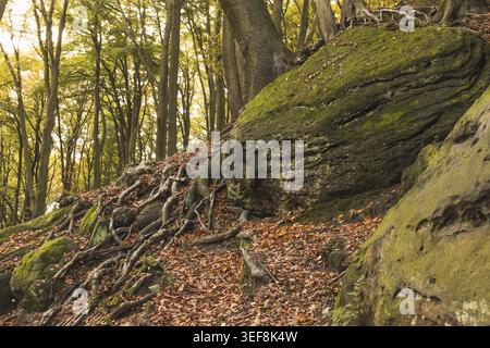 Tecklenburg, Hexenkueche, Baumwurzeln, Felsen, Tecklenburger Land, Nordrhein-Westfalen - Tecklenburg, Hexenküche, Baumwurzeln, Felsen, Tecklenburger Stockfoto