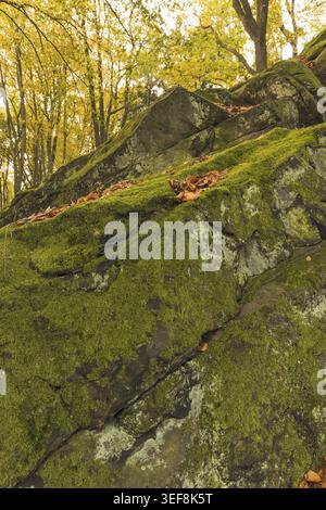 Tecklenburg, Hexenkueche, Felsen mit Moos, Tecklenburger Land, Nordrhein-Westfalen - Tecklenburg, Hexenküche, Felsen mit Moos, Tecklenburger Land, Stockfoto