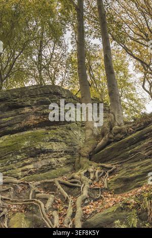 Tecklenburg, Hexenkueche, Baumwurzeln, Felsen, Tecklenburger Land, Nordrhein-Westfalen - Tecklenburg, Hexenküche, Baumwurzeln, Felsen, Tecklenburger Stockfoto