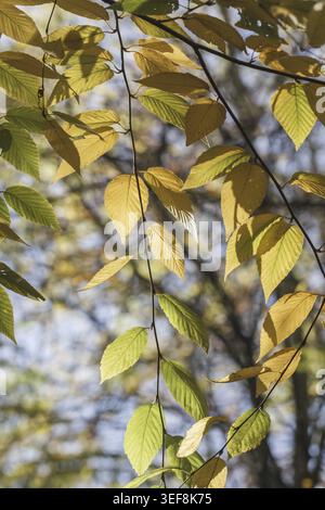 Betula lenta, Zucker-Birke, Herbstblaetter - Betula lenta im Herbst, bekannt als Schwarzbirke, Kirschbirke, Süßbirke Stockfoto