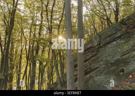 Tecklenburg, Hexenkueche, Laubwald mit Felsen, Tecklenburger Land, Nordrhein-Westfalen - Tecklenburg, Hexenküche, Laubwald mit Felsen, Teck Stockfoto