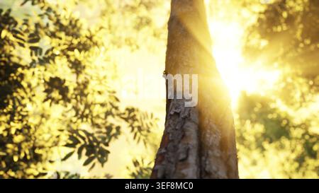 Nebelwald am frühen Morgen Stockfoto