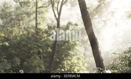 Nebelwald am frühen Morgen Stockfoto