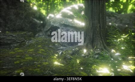 Schöne Natur am Morgen in den nebligen Frühlingswald mit Sonnenstrahlen Stockfoto