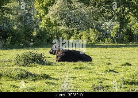 Schwarze Rinder auf sonniger Wiese, Eijsden, Limburg, Niederlande Stockfoto