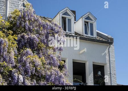 Blauer Regen auf weißer Fassade mit Sonnenschlitzen, Eijsden, Limburg, Niederlande Stockfoto