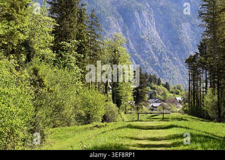 Sonnendurchfluteter Waldweg führt zu einem ruhigen Bergdorf, eingebettet in ein grünes Alpental, Obertraun, Hallstättersee, Österreich Stockfoto